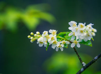 Beautiful white bird cherry flowers blossoming in the wild bush in spring.