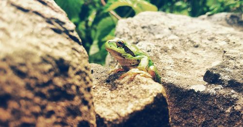 Lizard on retaining wall