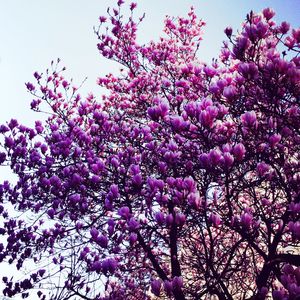 Low angle view of pink flowers