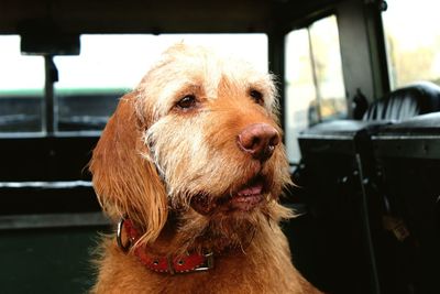 Close-up of vizsla on off-road vehicle