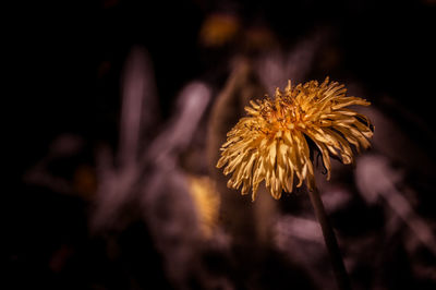 Close-up of wilted flower