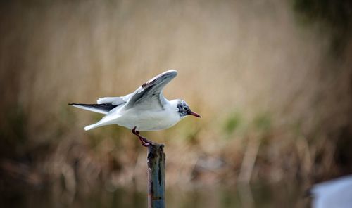 Close-up of seagull flying