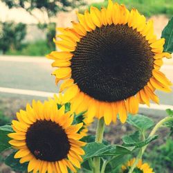 Close-up of sunflower