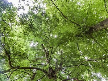 Low angle view of trees