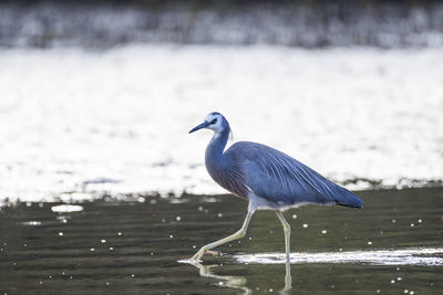 Heron on water