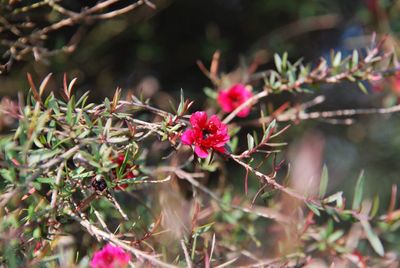 Close-up of pink flowering plants