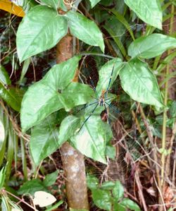 Close-up of spider on plant