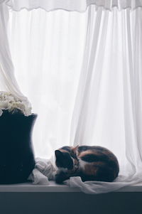 Cat sleeping on window sill at home