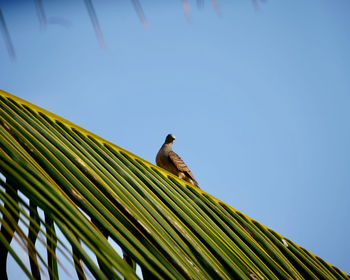 Low angle view of bird perching on palm tree against sky