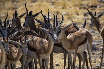 Close-up of deer