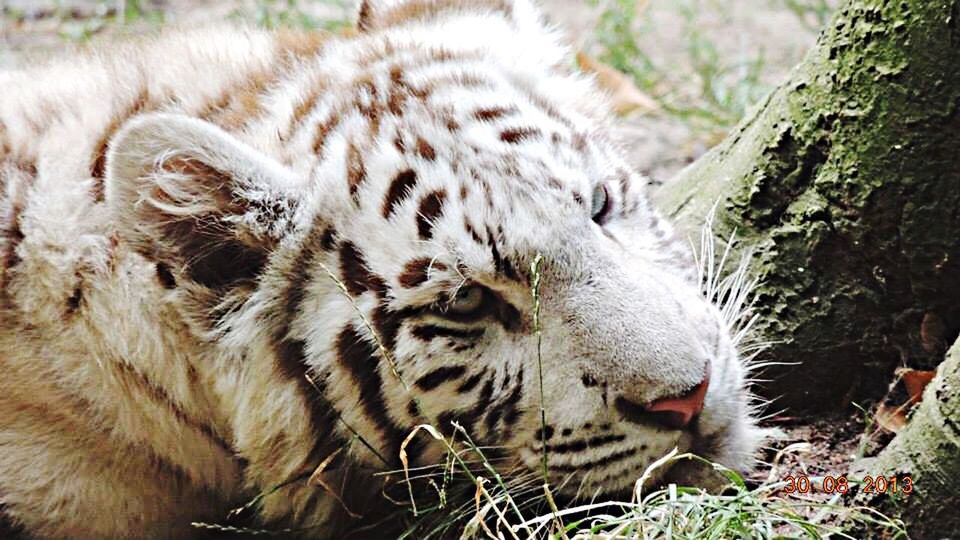 animal themes, mammal, one animal, animals in the wild, wildlife, relaxation, feline, lying down, animal markings, tiger, resting, focus on foreground, safari animals, whisker, big cat, close-up, forest, field, outdoors, zoo