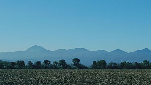 Scenic view of field against clear blue sky