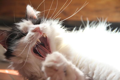 Close-up of cat looking away