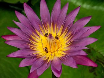 Close-up of bee pollinating flower