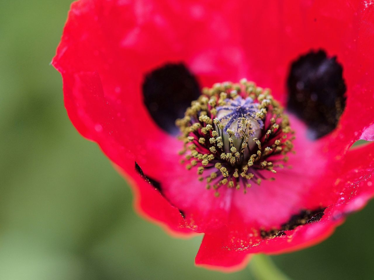 flower, red, insect, petal, freshness, fragility, close-up, flower head, one animal, animal themes, pink color, wildlife, beauty in nature, animals in the wild, single flower, growth, nature, selective focus, focus on foreground, pollen