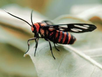 Close-up of butterfly on flower