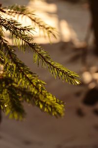 Close-up of pine tree leaves