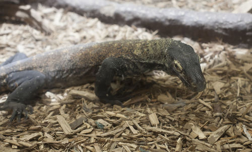 Close-up of lizard on field