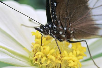 Close-up of butterfly pollinating on flower