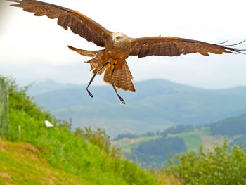 Low angle view of eagle flying against sky