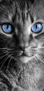 Close-up portrait of cat