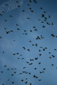 Low angle view of birds flying in the sky