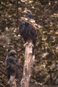 Close-up of bird perching on tree