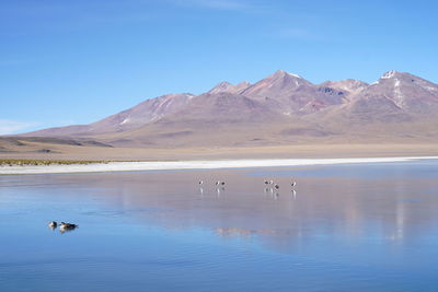 Ducks in lake against clear sky