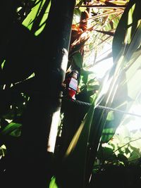 Low angle view of leaves