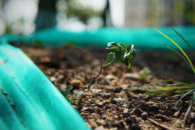 Close-up of plants growing in farm