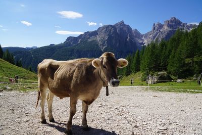 Cow standing on field against mountain range