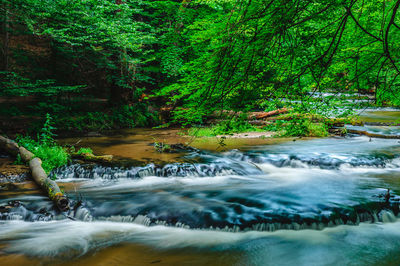 Scenic view of stream flowing in forest