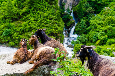 View of horse in forest