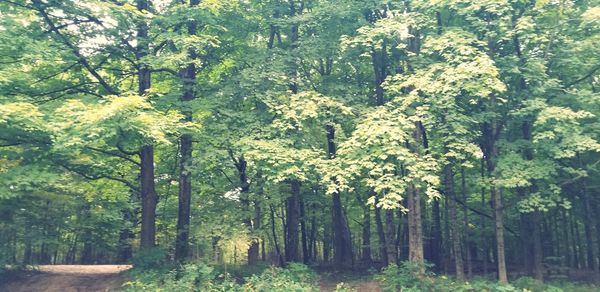 View of trees in forest