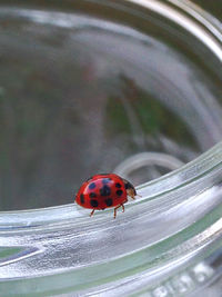 High angle view of ladybug