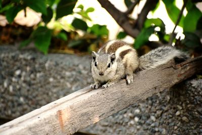 Close-up of squirrel on wood