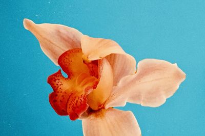 Close-up of red flower