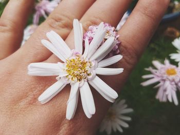 Close-up of hand holding white flowers 