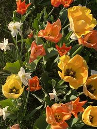 Close-up of yellow tulips