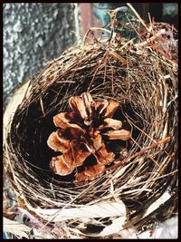 Close-up of dried plant