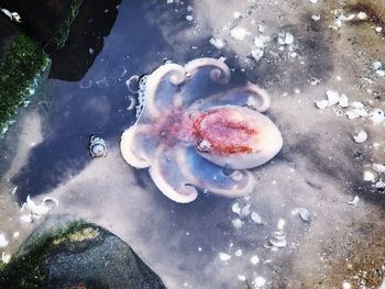 High angle view of jellyfish in water