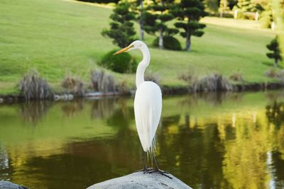 View of a bird in lake