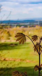 Close-up of plant growing on field against sky