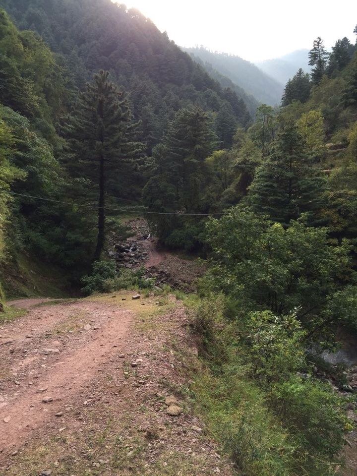 tree, tranquility, tranquil scene, mountain, forest, scenics, the way forward, beauty in nature, nature, landscape, non-urban scene, growth, green color, dirt road, lush foliage, idyllic, remote, day, diminishing perspective, outdoors