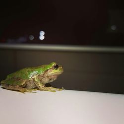 Close-up of crab on leaf at night