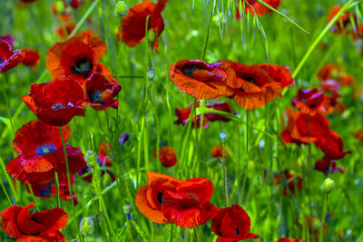 Close-up of red poppy flowers