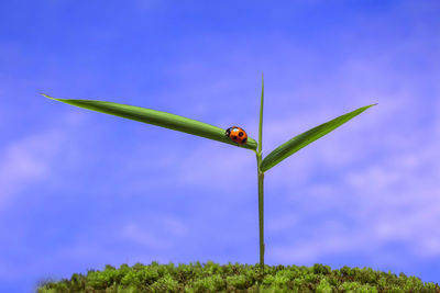 Close-up of insect on leaf against sky