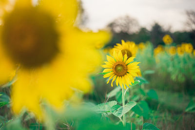 Close-up of yellow flowering plant on field