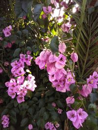 High angle view of pink flowering plant