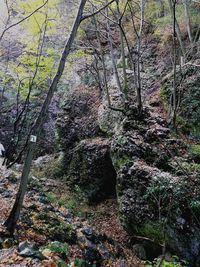 Trees growing in forest